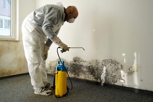 mould removal services new zealand